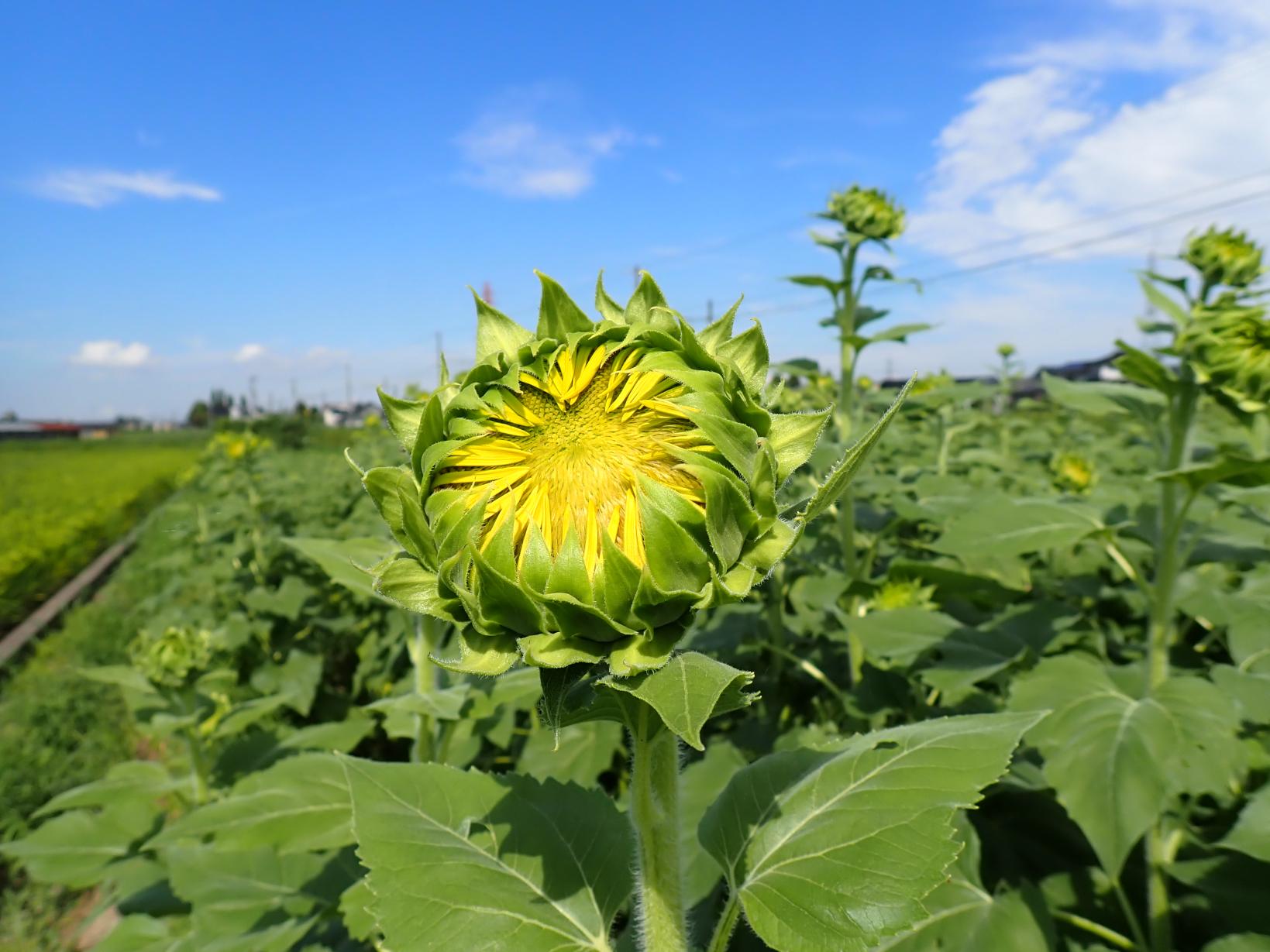 舟橋村サンフラワープロジェクト2025-1