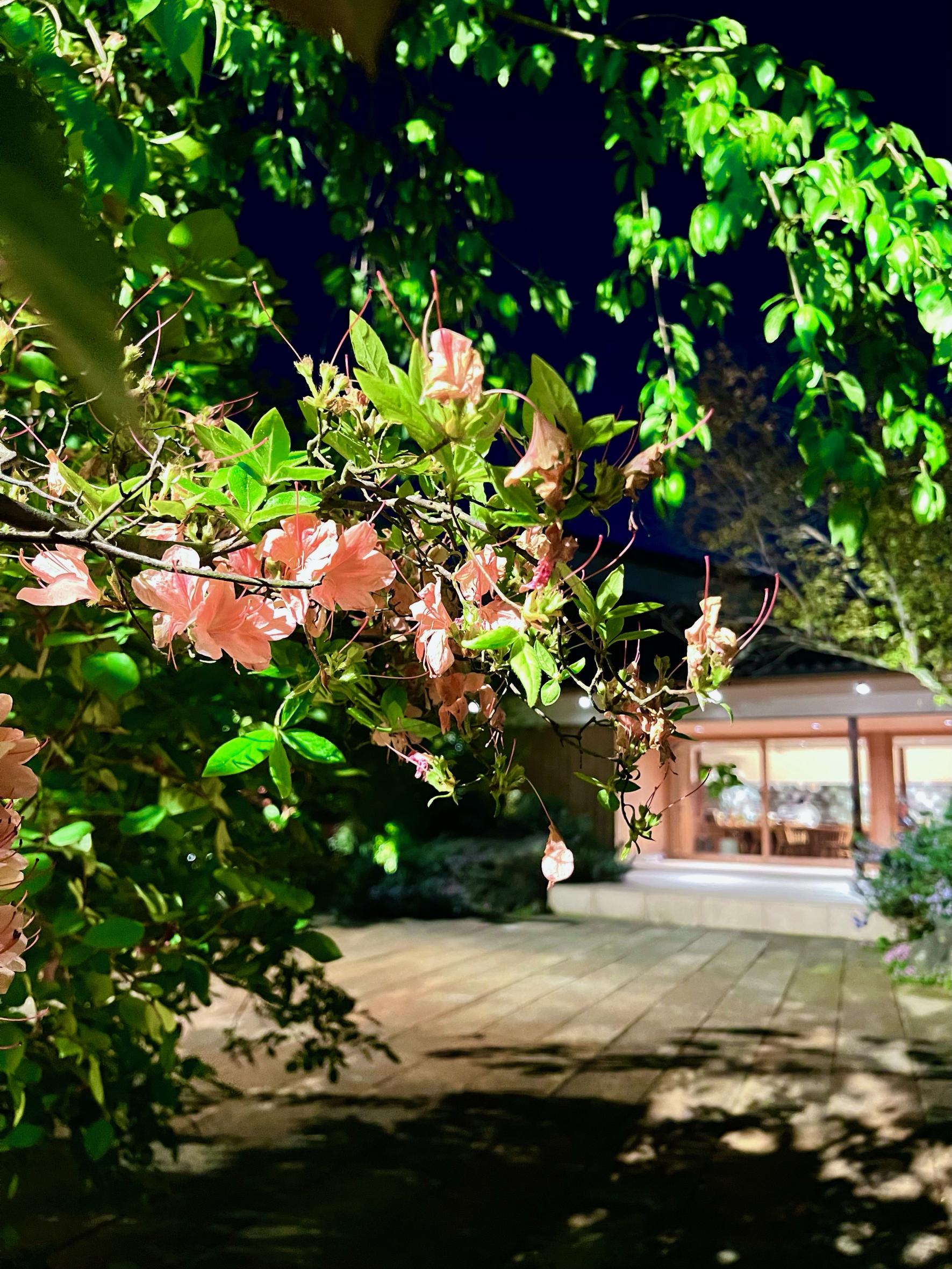 Piatto Suzuki Cinque-3