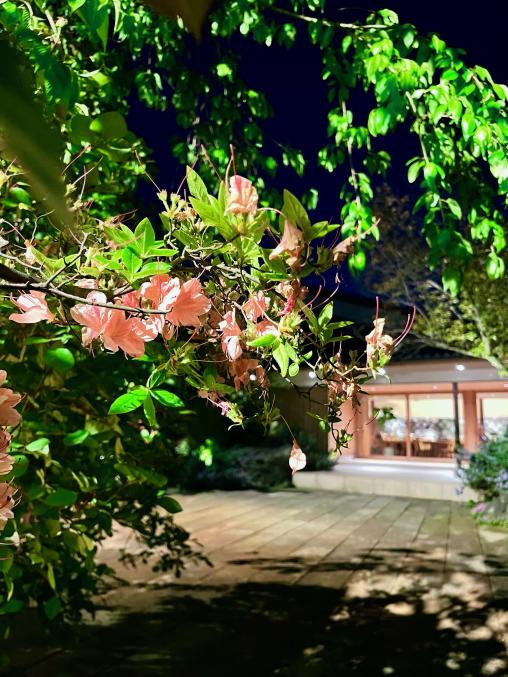 Piatto Suzuki Cinque-3