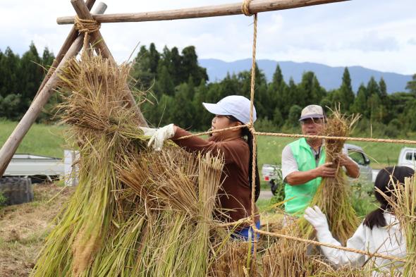 【2026年9月20日（日）】稲刈り体験 ― ザクッと一束、秋の手仕事に夢中になる日-5