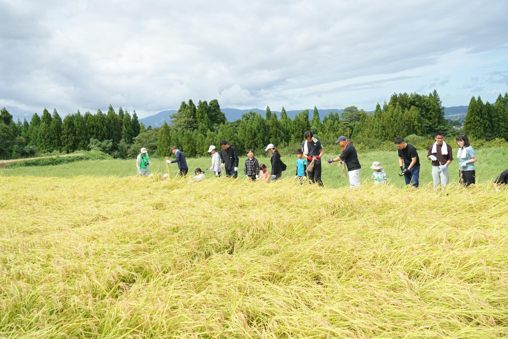 【2026年9月20日（日）】稲刈り体験 ― ザクッと一束、秋の手仕事に夢中になる日-6
