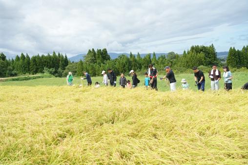 【2026年9月20日（日）】稲刈り体験 ― ザクッと一束、秋の手仕事に夢中になる日-6