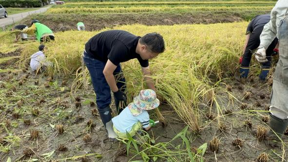 【2026年9月20日（日）】稲刈り体験 ― ザクッと一束、秋の手仕事に夢中になる日-1