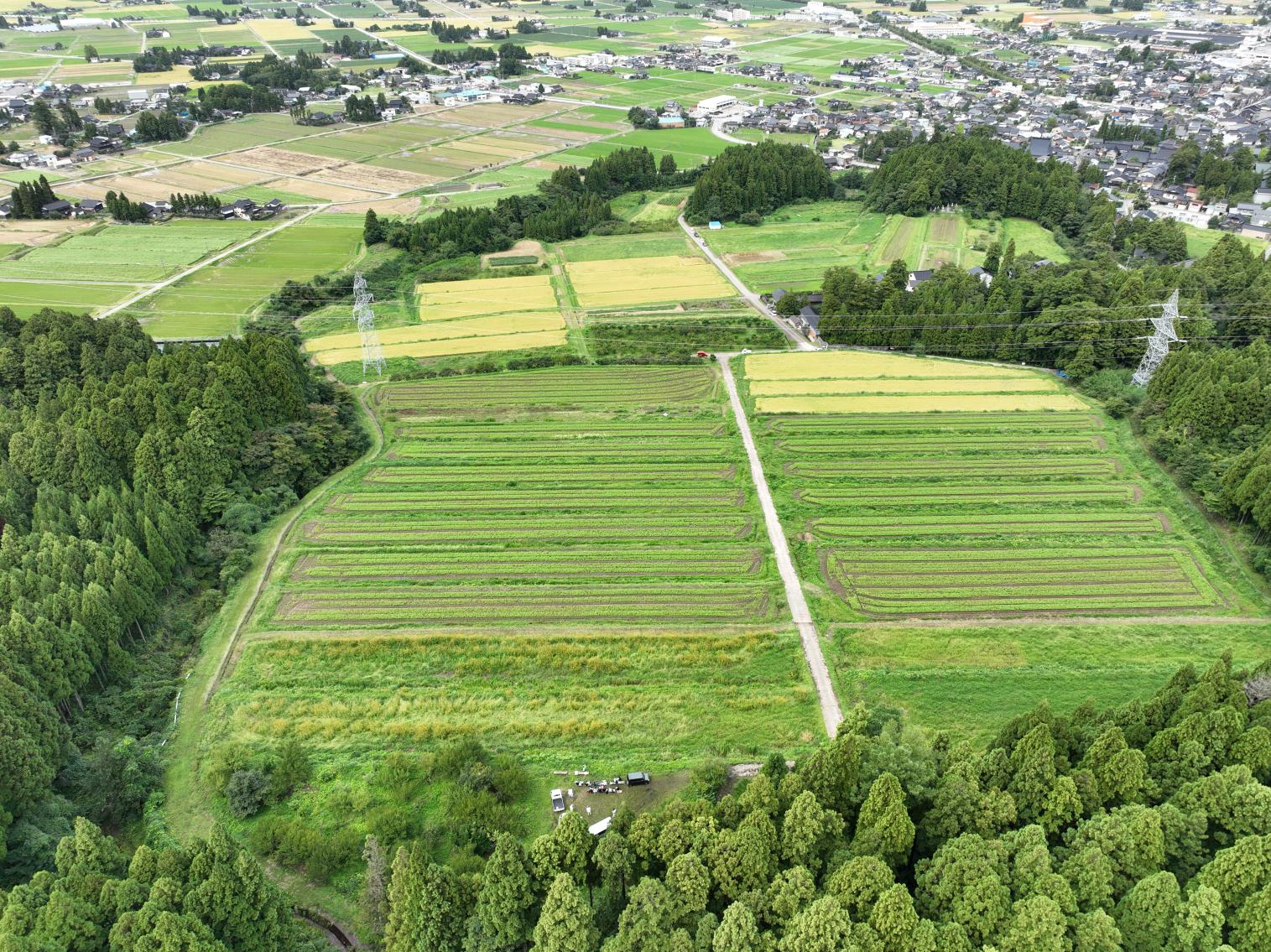【2026年10月18日(日) 】ねっとり極甘！志観寺のさつまいもを掘って食べよう🍠-2