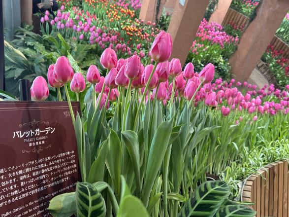 冬限定・JR富山駅発！ 幻想的な庄川峡遊覧船と人気スポット 満喫バスツアー-3