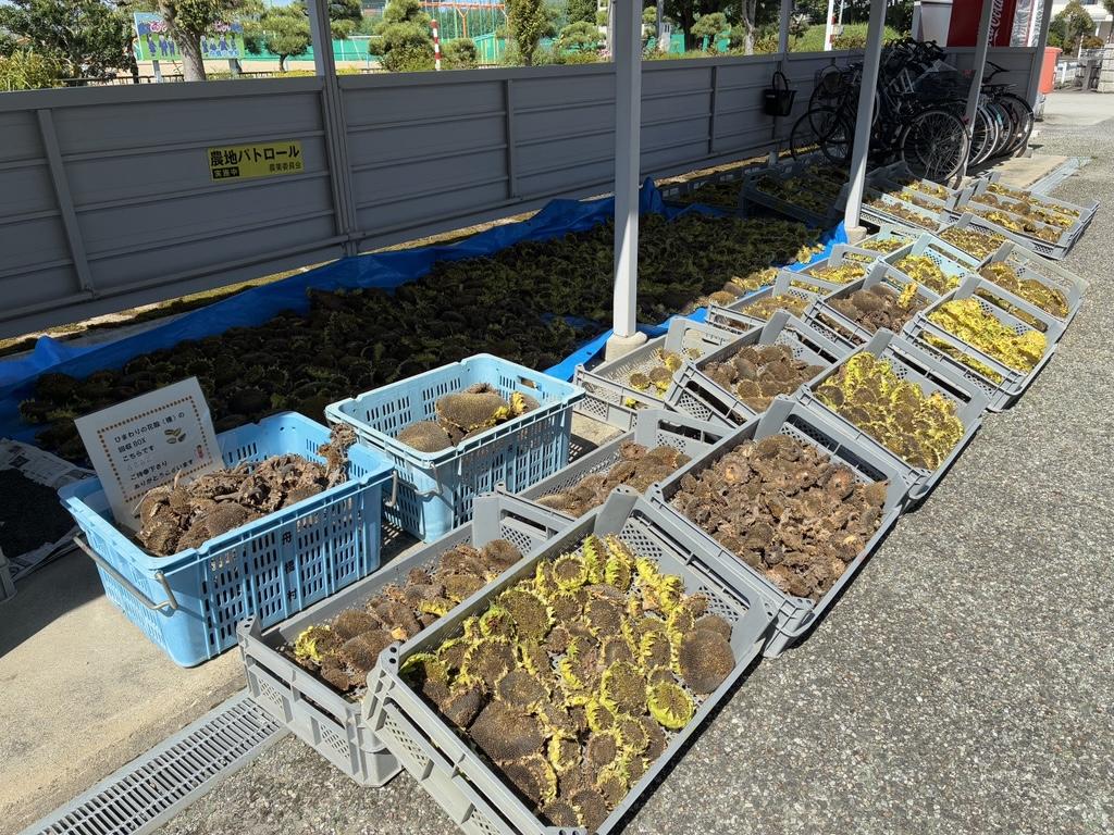 舟橋村サンフラワープロジェクト2025～種からオイルができるまで～-1