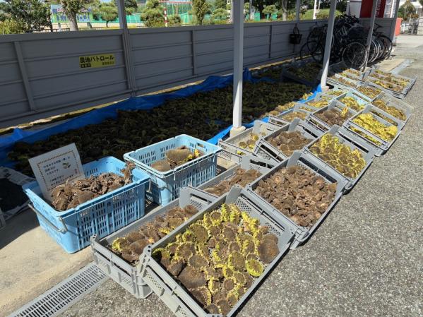 舟橋村サンフラワープロジェクト2025～種からオイルができるまで～-0