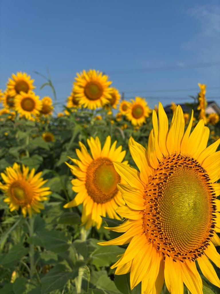 舟橋村サンフラワープロジェクト2025～種からオイルができるまで～-2