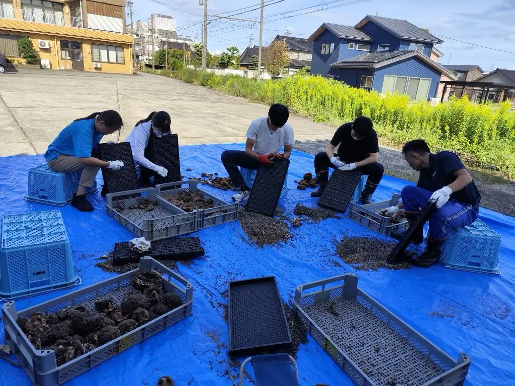 舟橋村サンフラワープロジェクト2025～種からオイルができるまで～-1