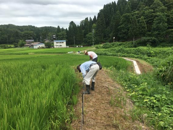 美味しいお米を守った！電気柵撤収ボランティアin砺波市東別所下村-1