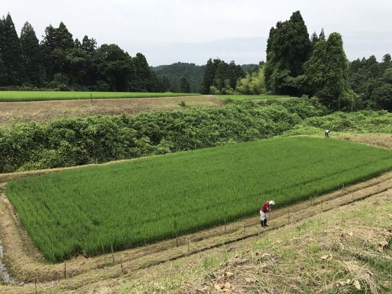 美味しいお米を守った！電気柵撤収ボランティアin砺波市東別所下村-0