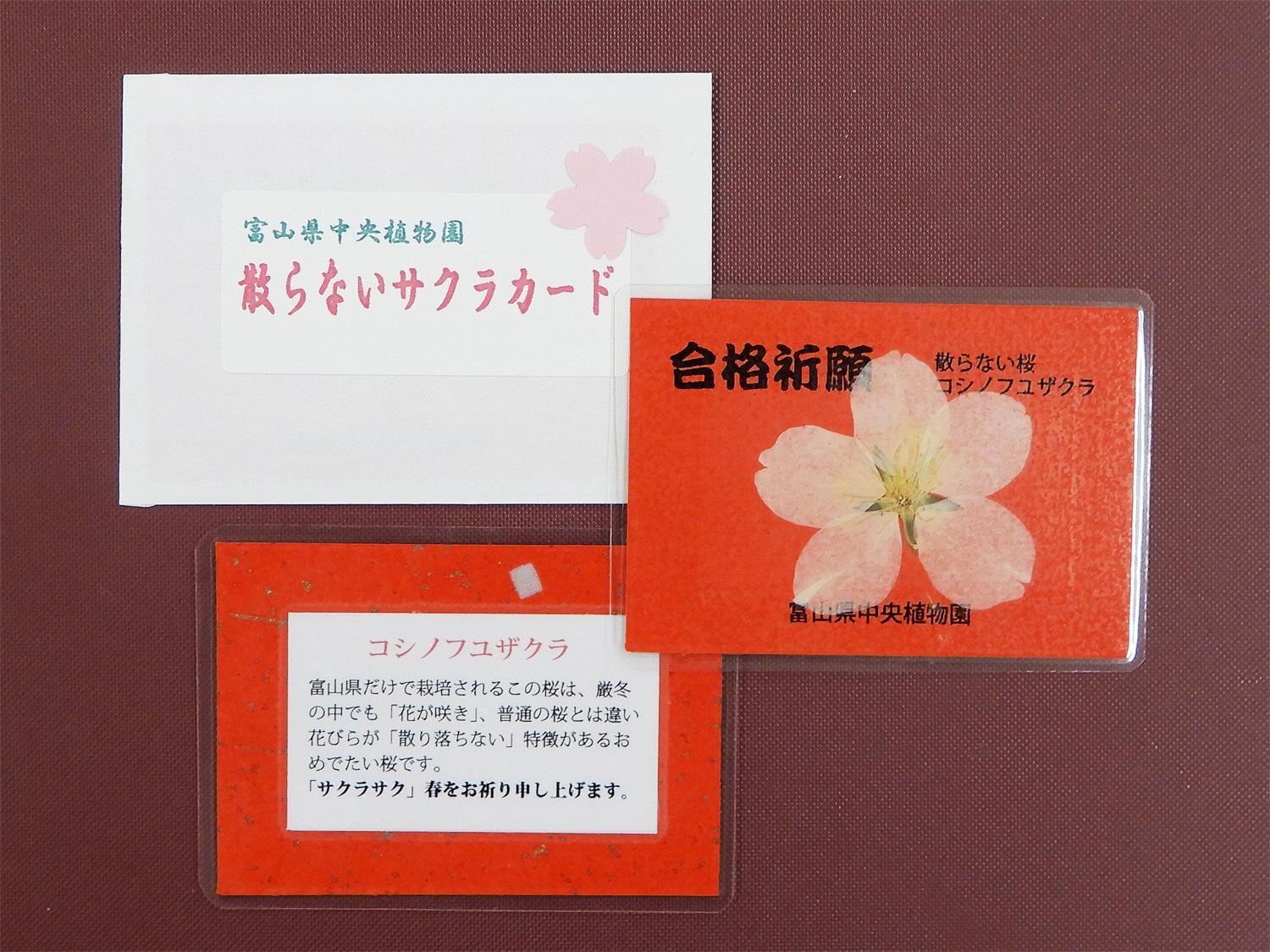 「散らない桜カード」の配布-1