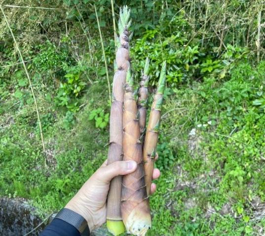 【2026年5月9日（土）～10日（日）開催】農村宿泊体験「山田を味わおう～2026春～」-3