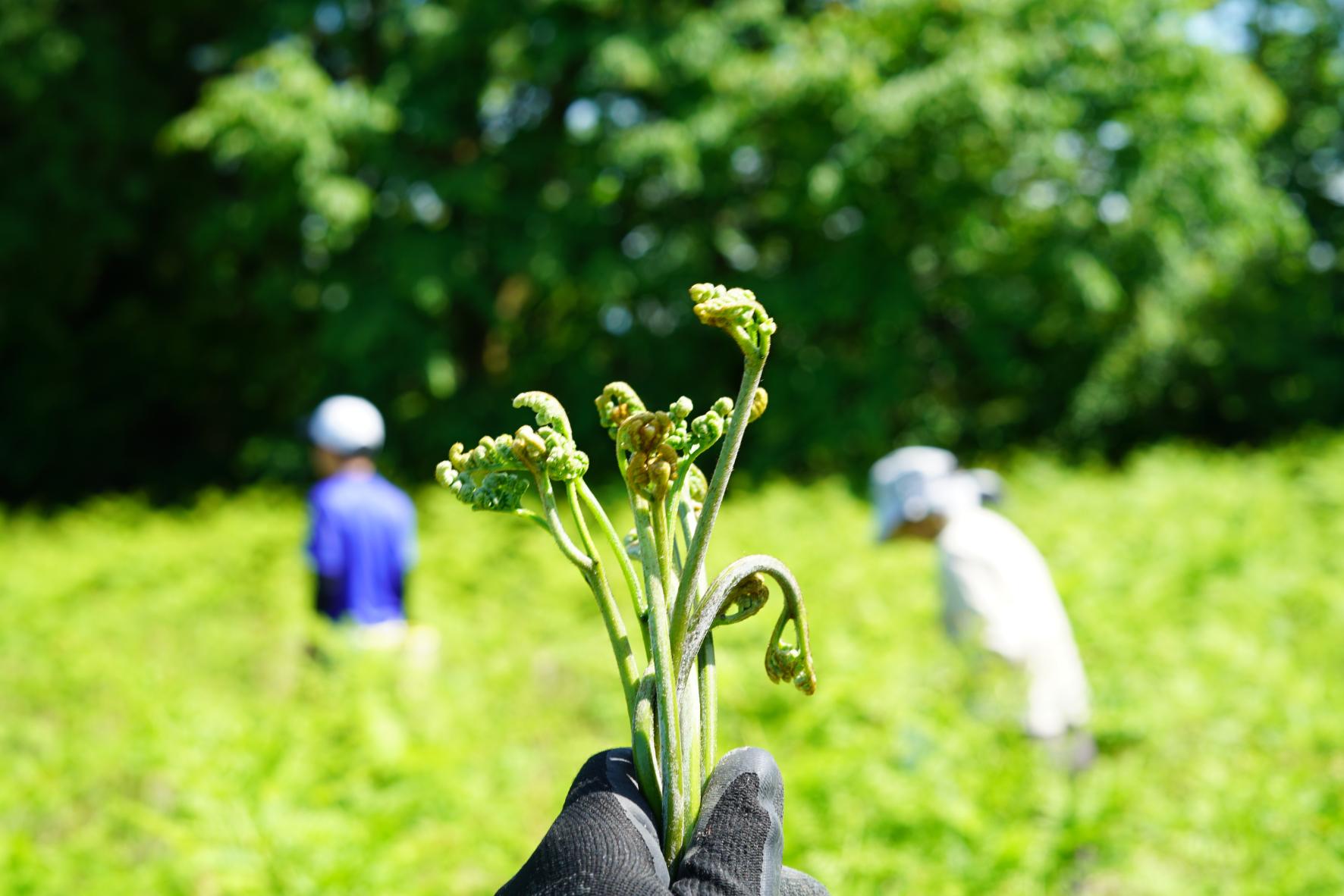 【2026年5月9日（土）～10日（日）開催】農村宿泊体験「山田を味わおう～2026春～」-2