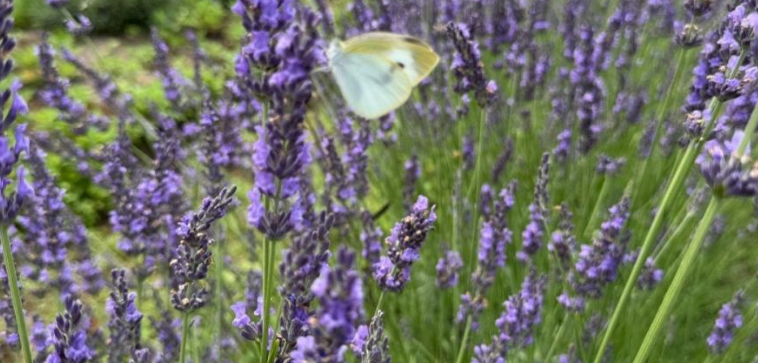 ヘルジアンウッド　2026ラベンダーオーナー募集！-1