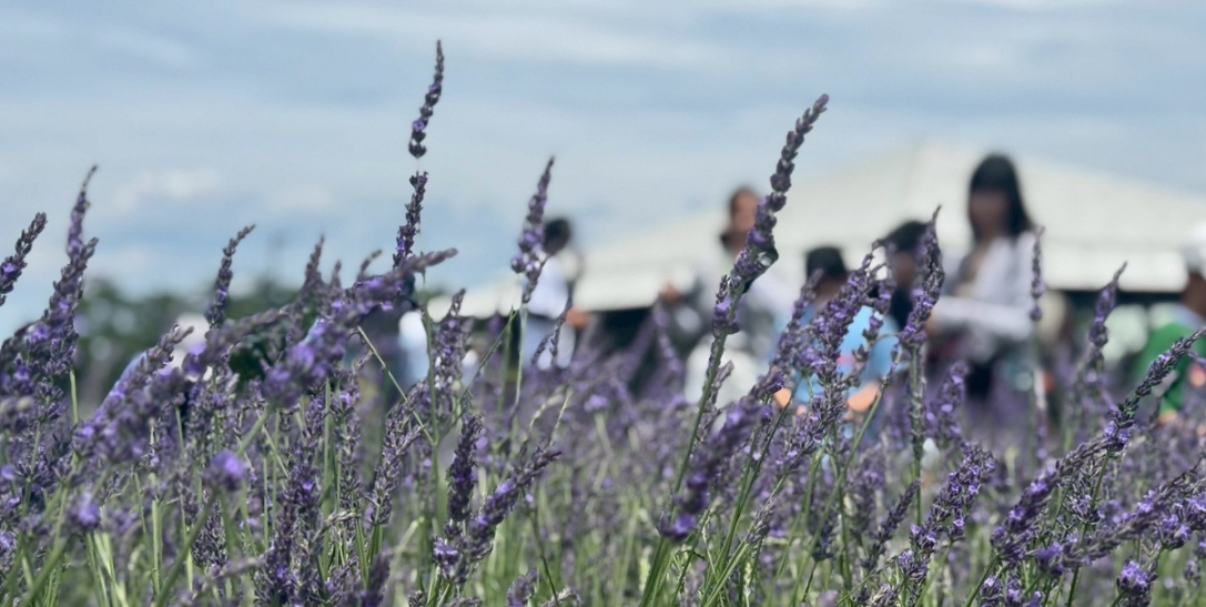 ヘルジアンウッド　2026ラベンダーオーナー募集！-1
