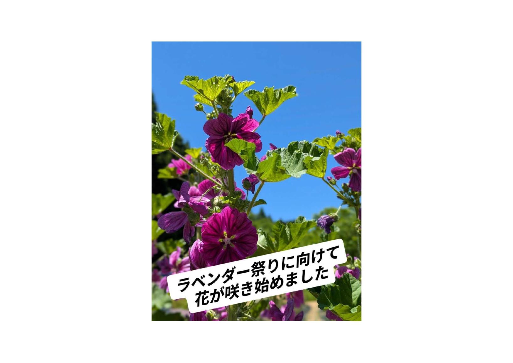 📣【6/20（土）、6/21（日）開催！】ラベンダーまつり🪻-1