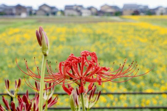 #秋の舟川べり2026 Instagramフォトコンテスト-1