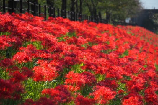 #秋の舟川べり2026 Instagramフォトコンテスト-0