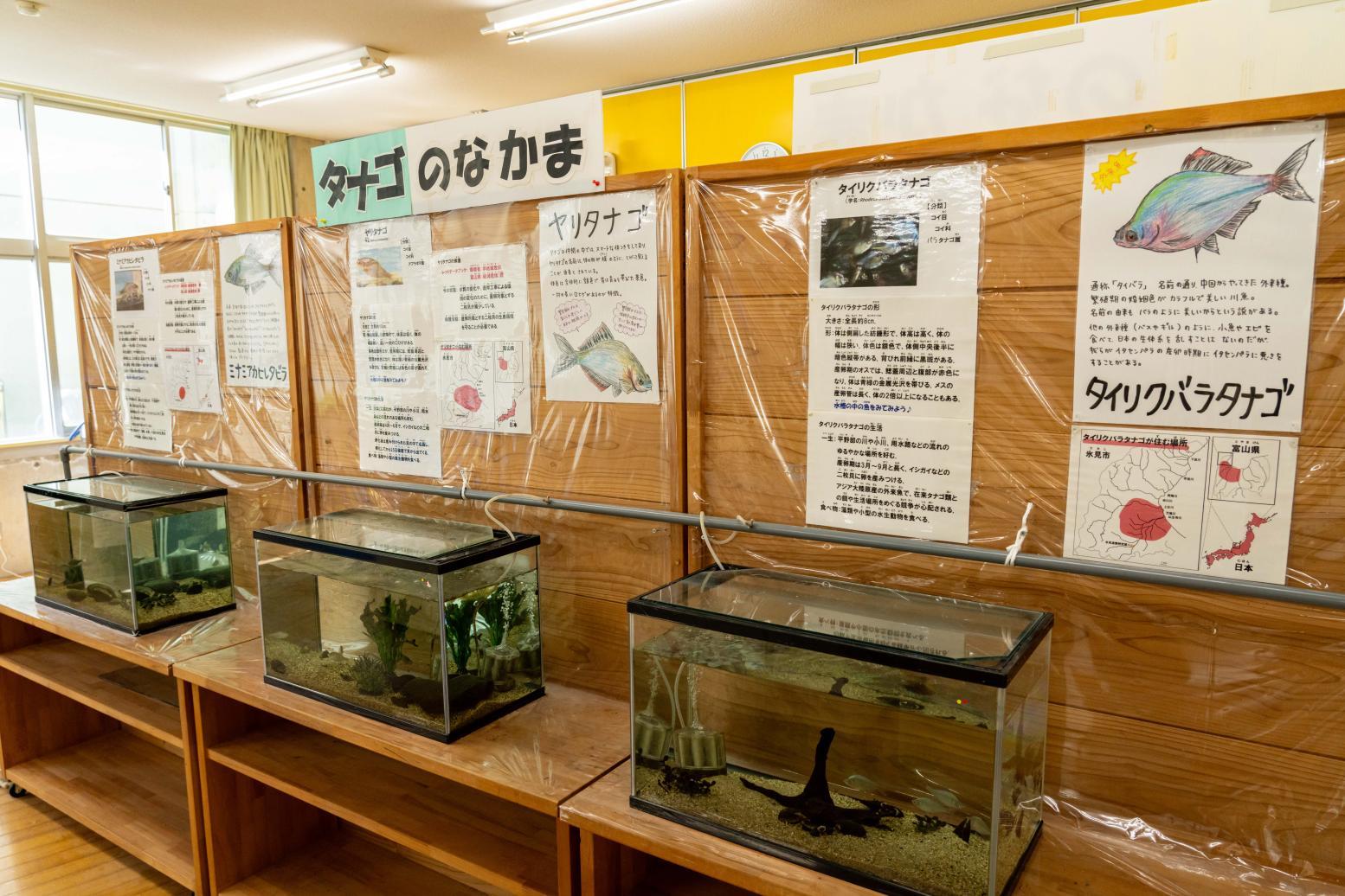 ひみラボ水族館-3