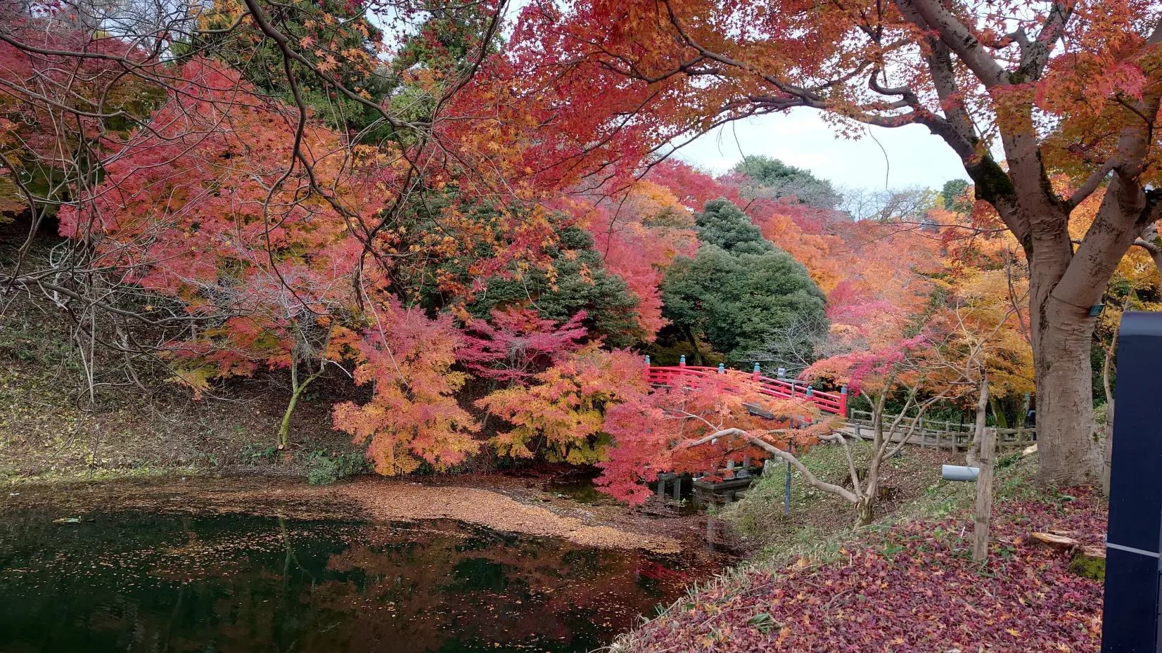 高岡古城公園　秋の紅葉ライトアップ＆フォトコンテスト-3
