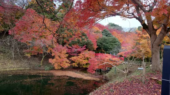 高岡古城公園　秋の紅葉ライトアップ＆フォトコンテスト-3