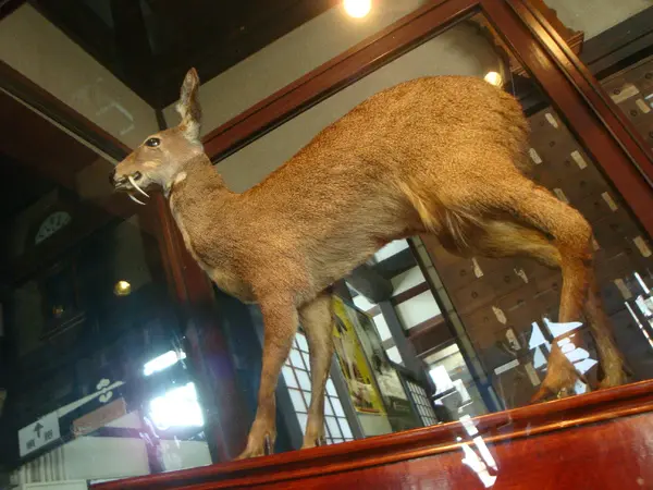 富山県民会館分館 薬種商の館 金岡邸-1