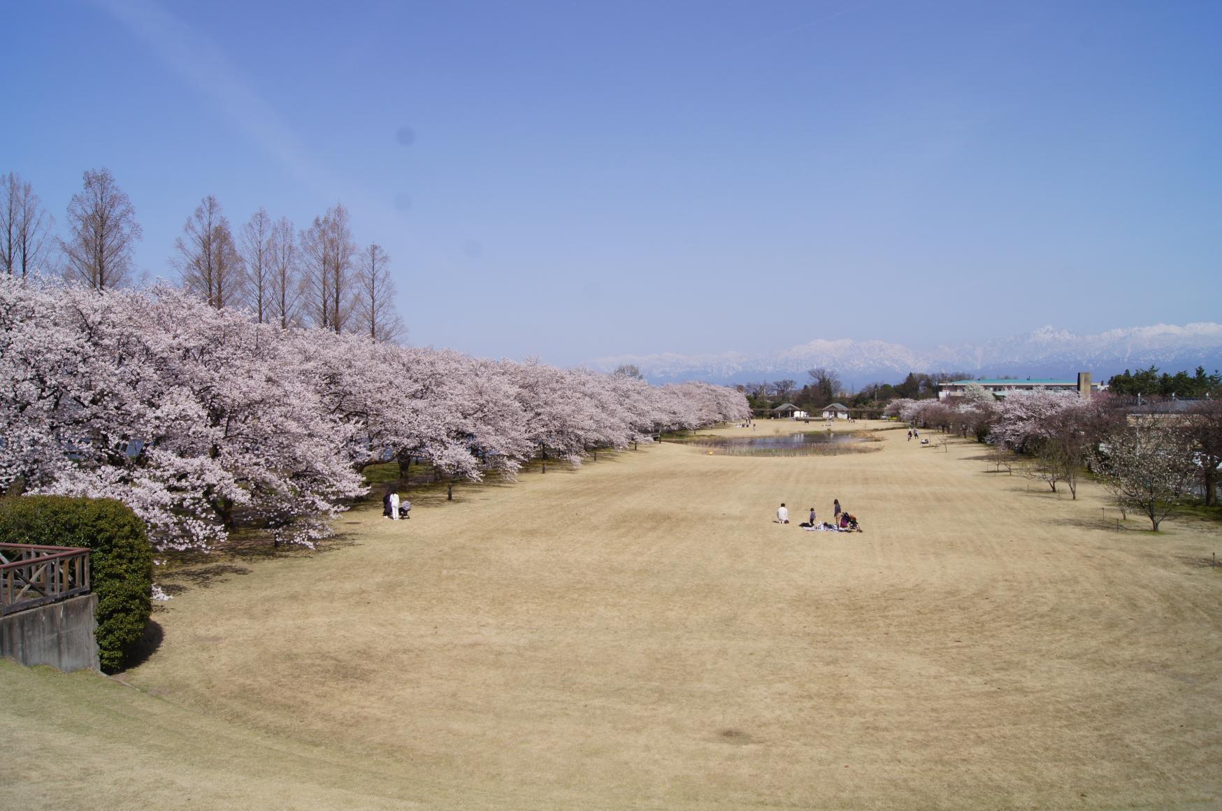 とやまビューポイント「富山県中央植物園 の 桜並木」