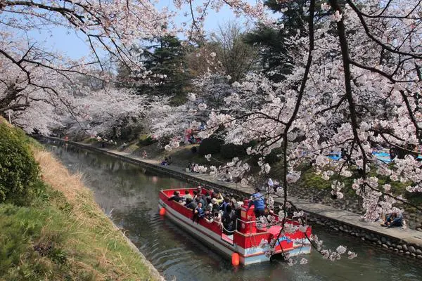 松川べり / 松川の桜 / 松川遊覧船-1
