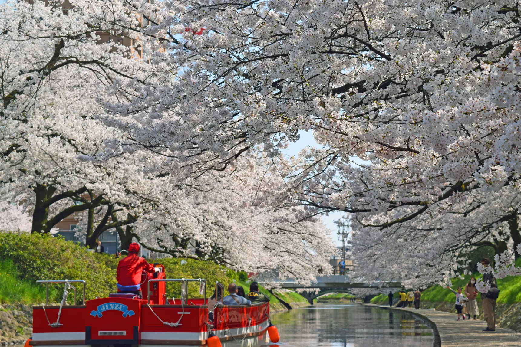 とやまビューポイント「松川べり の 桜並木」
