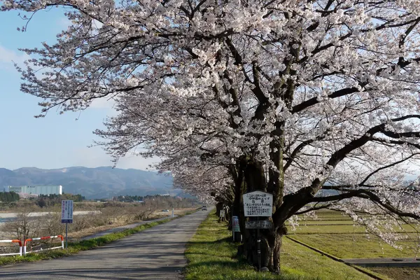 八尾神通さくら堤-3