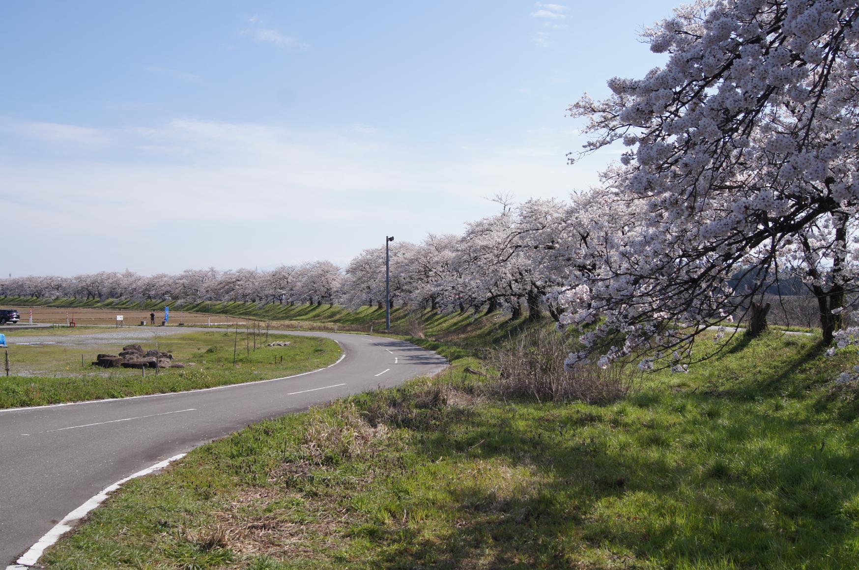 とやまビューポイント「神通川さくら堤と塩の千本桜 の 並木」