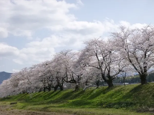 八尾神通さくら堤-4