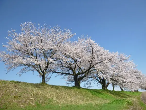 八尾神通さくら堤-1