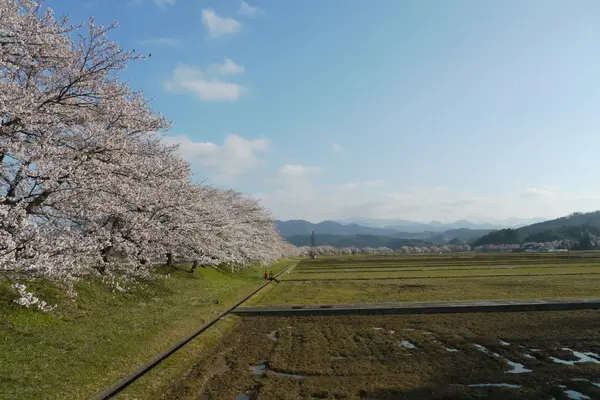 八尾神通さくら堤-2
