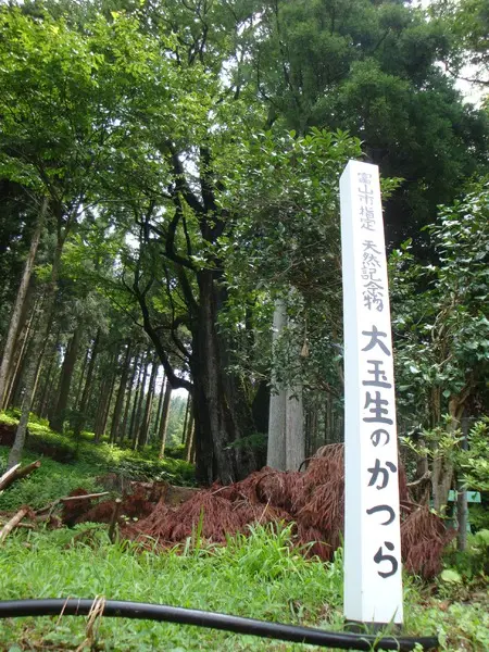 桂の清水-3