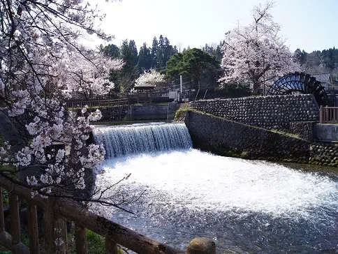 とやまビューポイント「常西合口用水プロムナード の 桜並木」