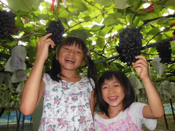 音川観光ぶどう園-0