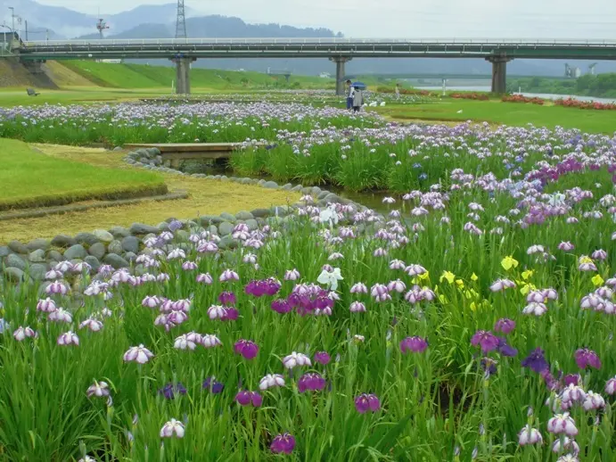 美しく咲き誇る5万株の花菖蒲