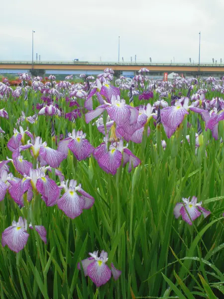 ＜中止＞花菖蒲祭り-1