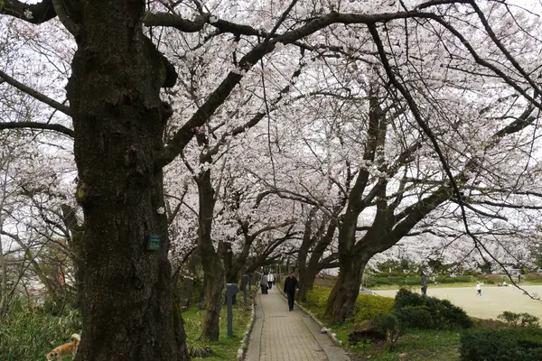 高岡桜まつり-4