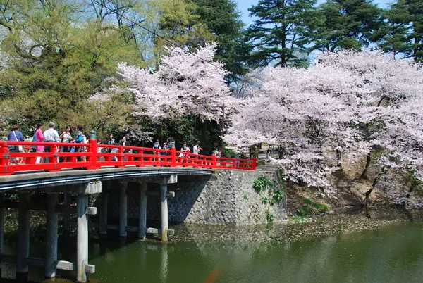 高岡桜まつり-3