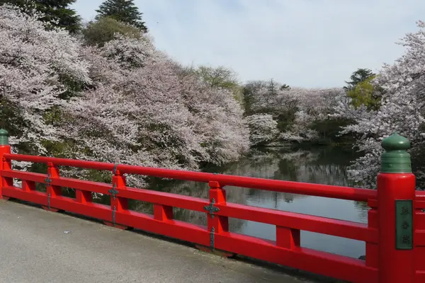 高岡桜まつり-1