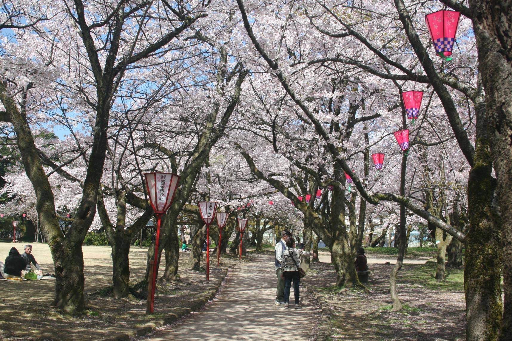 高岡桜まつり-1