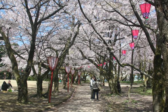 高岡桜まつり-1