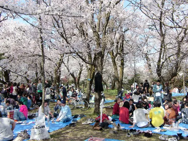 高岡桜まつり-2