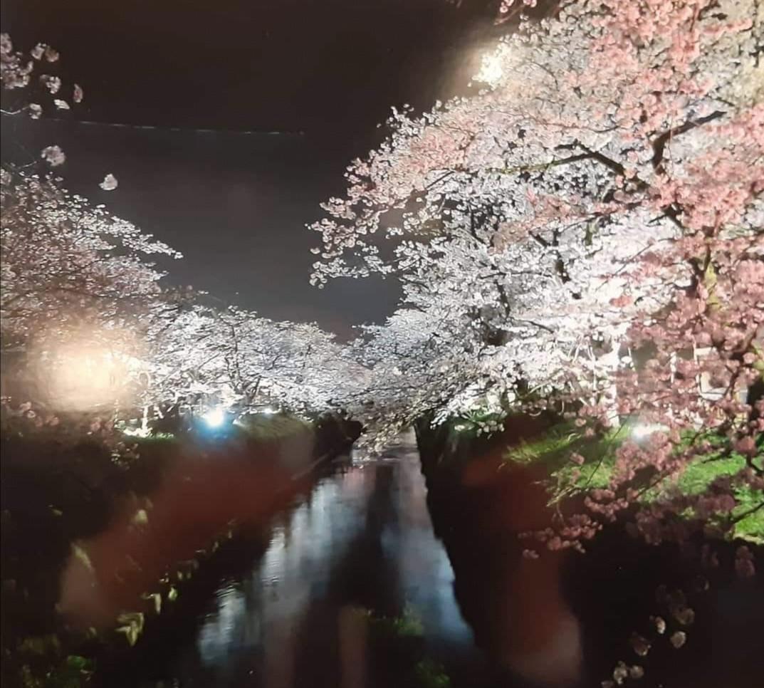岸渡川沿道の夜桜