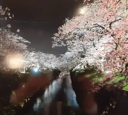 福岡さくらまつり-0