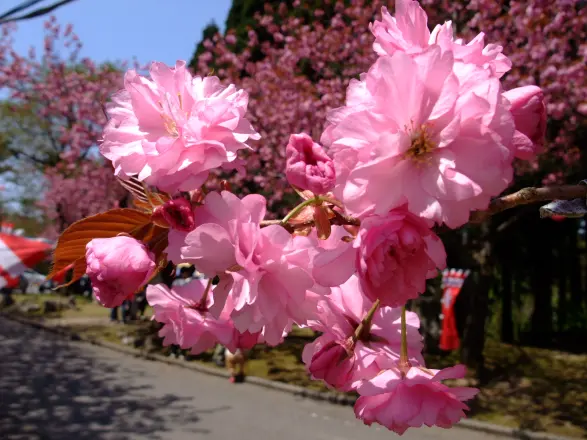 倶利迦羅さん「八重桜まつり」-3