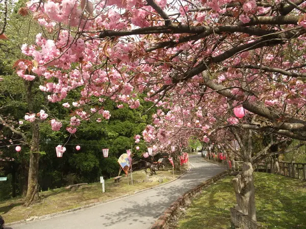 倶利迦羅さん「八重桜まつり」-2